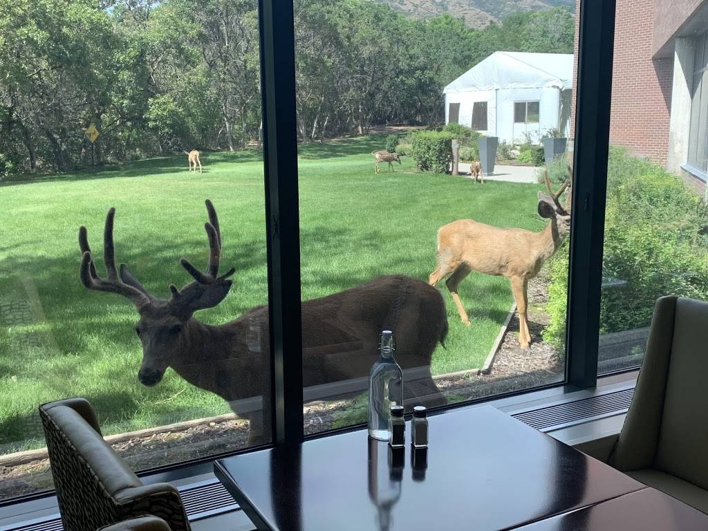 Thistle & Thyme | restaurant | 480 Wakara Way, Salt Lake City, UT 84108, USA | 8015843327 OR +1 801-584-3327