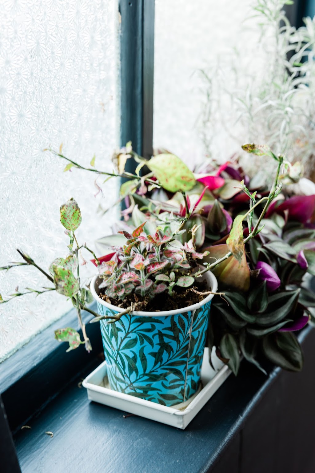 Drömhus Door County | restaurant | 611 Jefferson St, Sturgeon Bay, WI 54235, USA | 6083334553 OR +1 608-333-4553