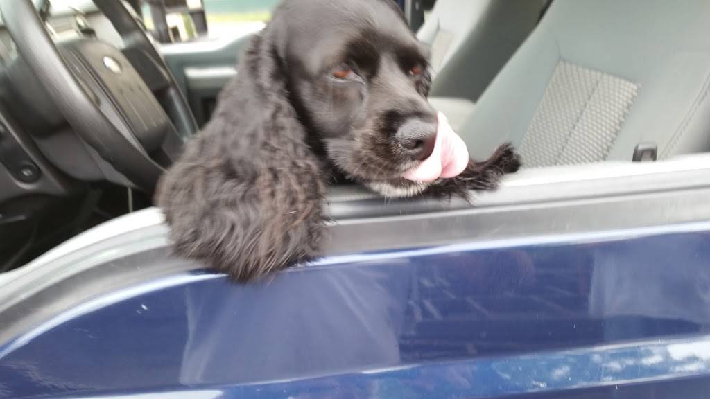 Chee Peng | restaurant | 9194 W Belding Rd, Belding, MI 48809, USA | 6167944340 OR +1 616-794-4340