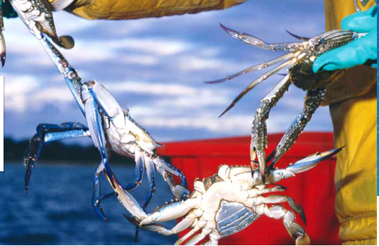 Supreme Crab & Seafood Inc | restaurant | 9600 NW 25th St #3c, Doral, FL 33172, USA | 5616656250 OR +1 561-665-6250