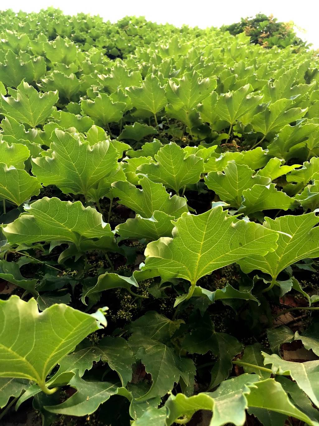 Calico | restaurant | 50 Blagden Alley NW, Washington, DC 20001, USA | 2027910134 OR +1 202-791-0134