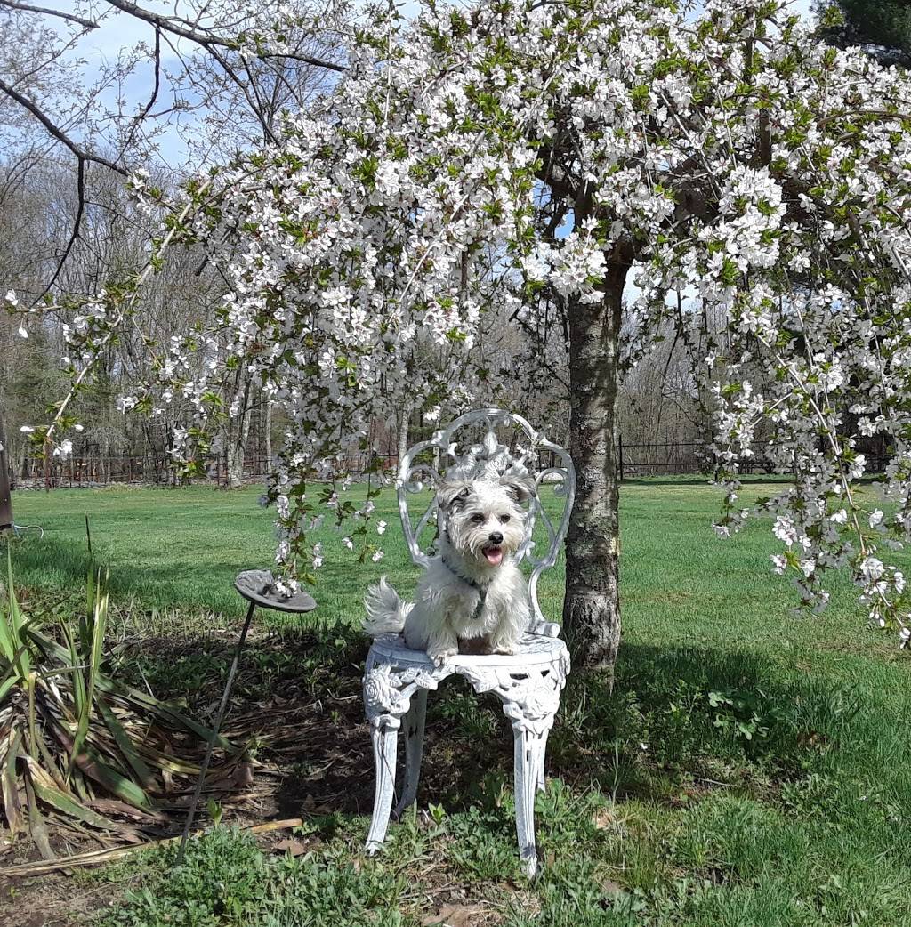 Hubbardston Pizza Palace | restaurant | 53 Gardner Rd, Hubbardston, MA 01452, USA | 9789285454 OR +1 978-928-5454