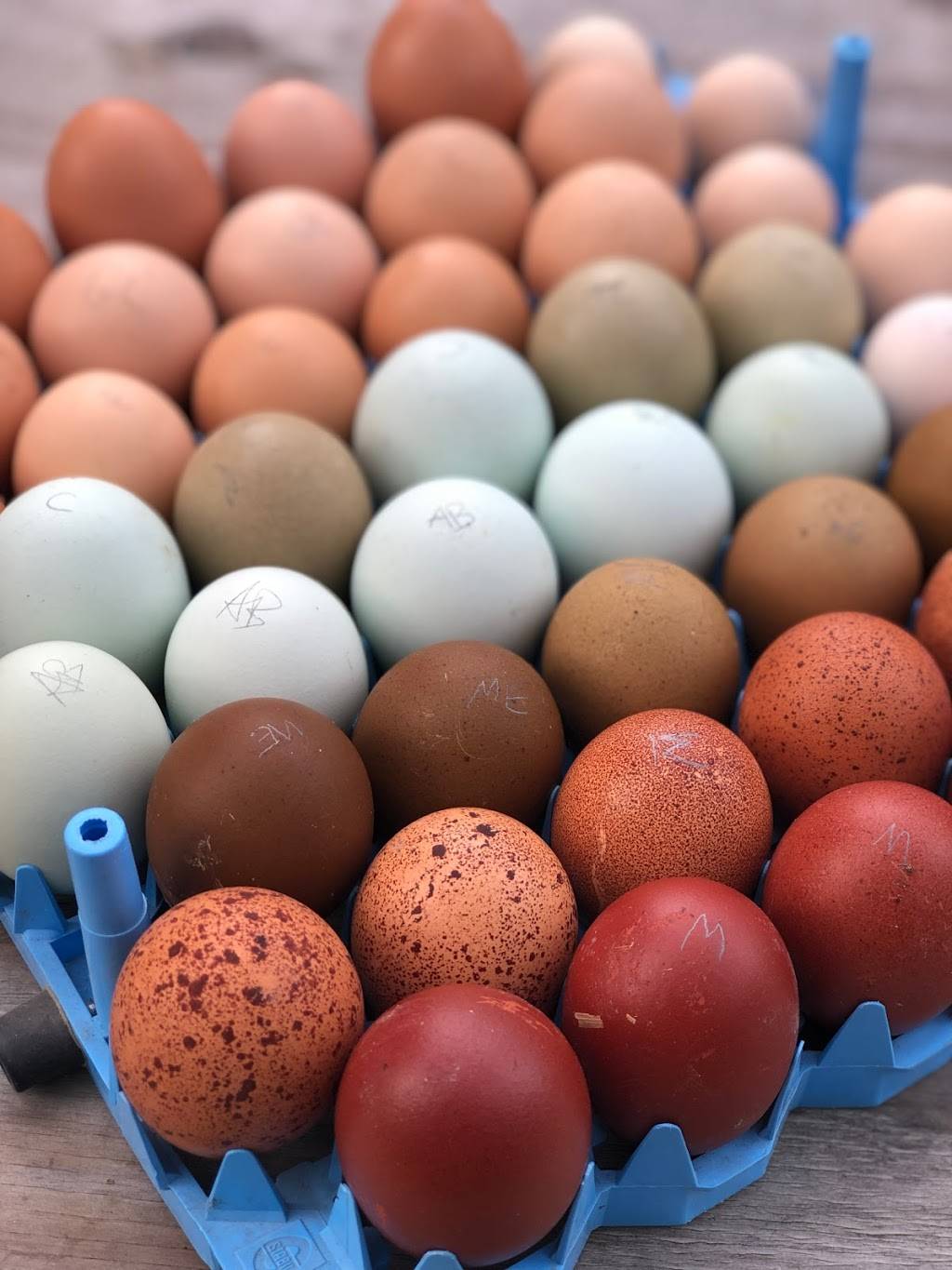 Alchemist Farm | restaurant | 3244 Gravenstein Hwy N, Sebastopol, CA 95472, USA | 7073362202 OR +1 707-336-2202