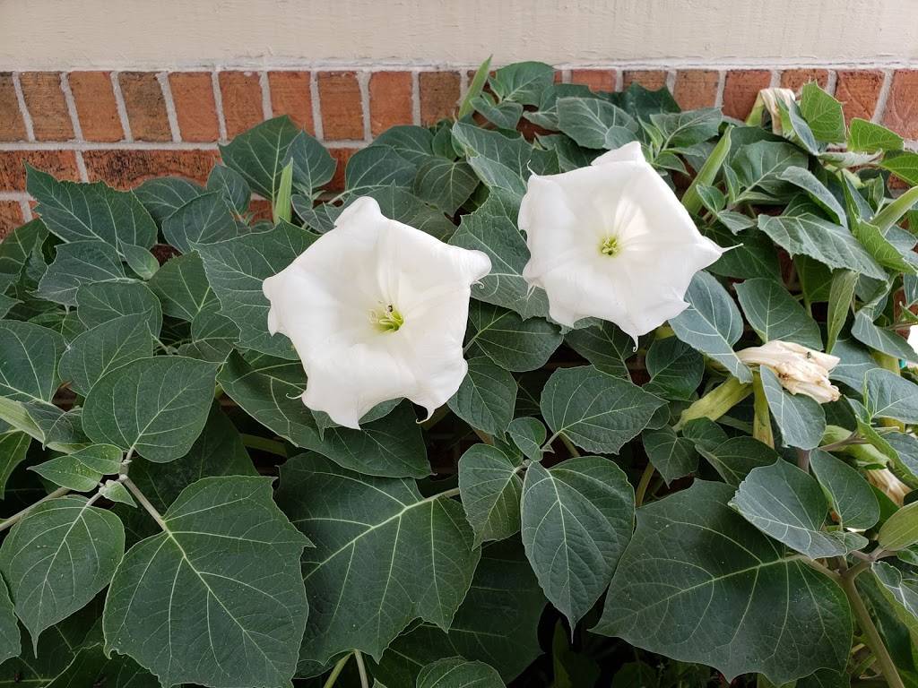 Brothers Breakfast & Lunch | restaurant | 1800 81st Ave, Merrillville, IN 46410, USA | 2197691591 OR +1 219-769-1591