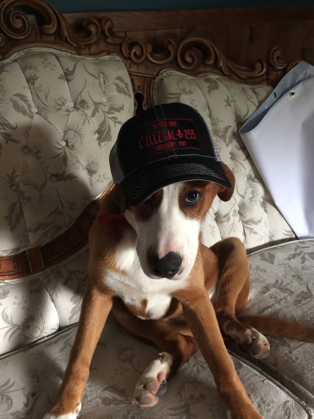 Illégal 255 | restaurant | 620 QC-255, Saint-Félix-de-Kingsey, QC J0B 2T0, Canada | 8198481564 OR +1 819-848-1564