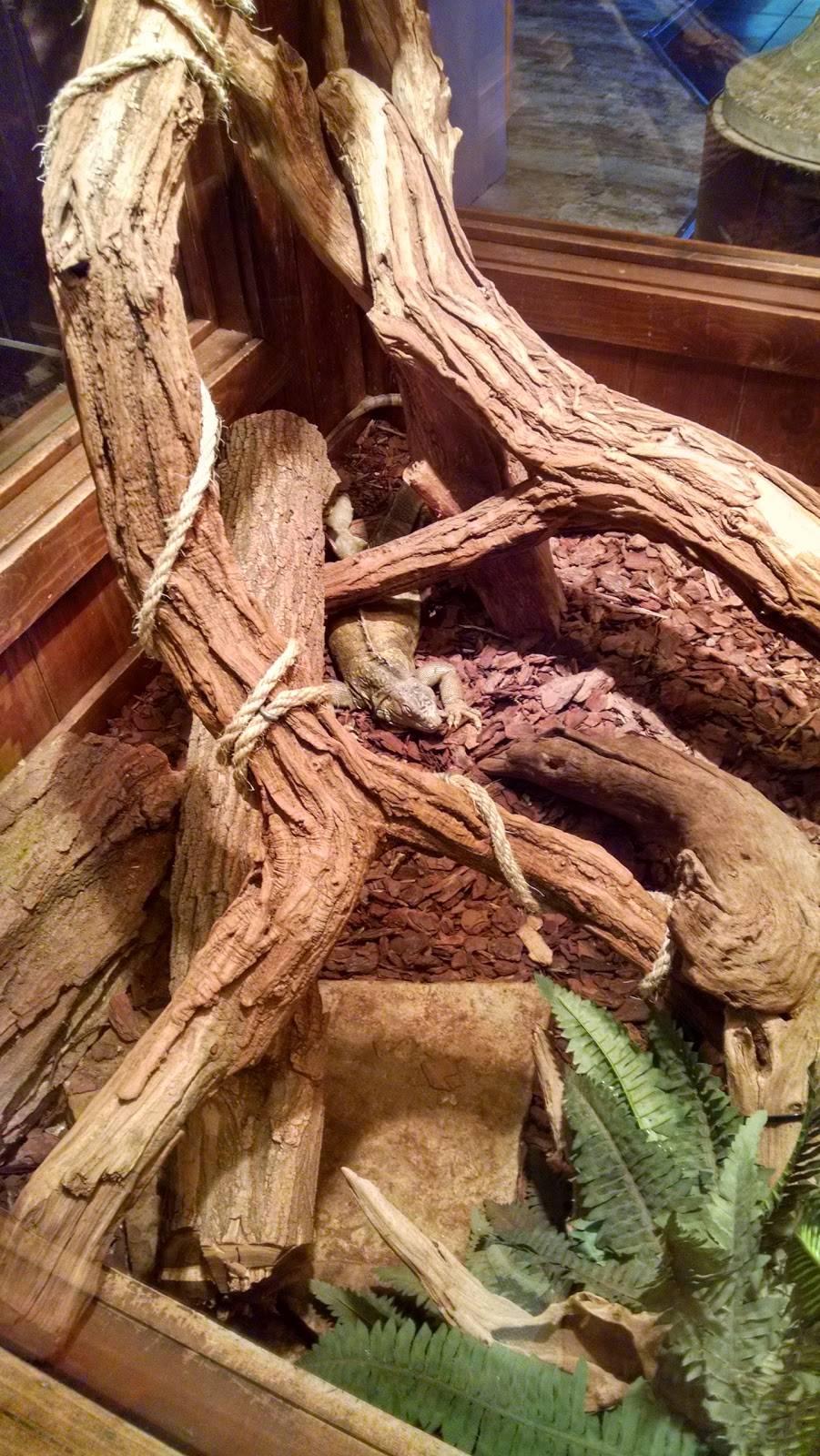 Winking Lizard Tavern | restaurant | 25380 Miles Rd, Bedford, OH 44146, USA | 2168313488 OR +1 216-831-3488