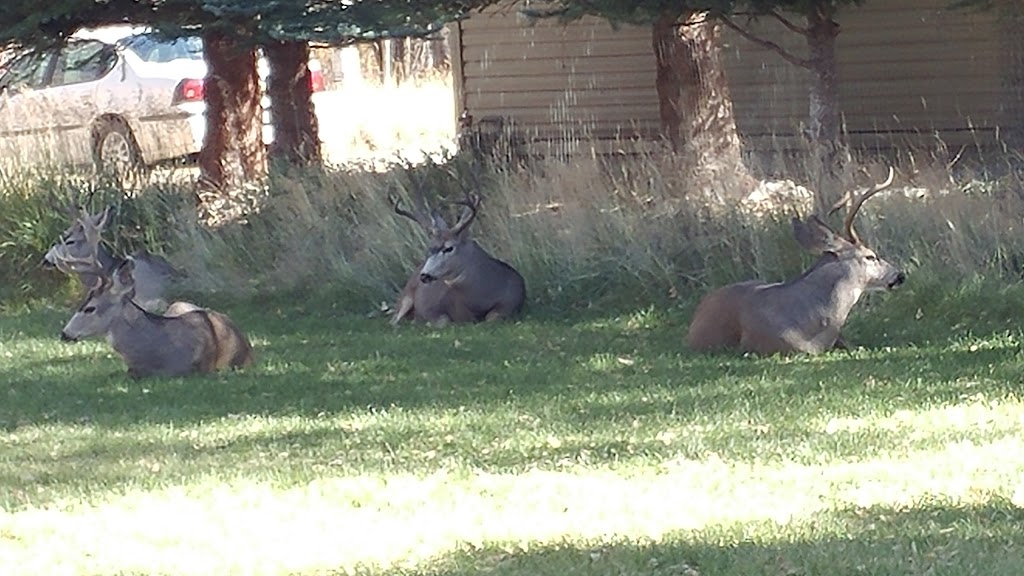 Collegiate Peaks Golf Course | restaurant | 28775 Fairway Dr, Buena Vista, CO 81211, USA | 7193958189 OR +1 719-395-8189