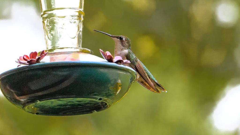 McDonalds | cafe | 504 Asheville Hwy, Greeneville, TN 37743, USA | 4236362673 OR +1 423-636-2673