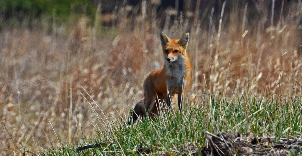 Firethorn Golf Club | restaurant | 9301 Firethorn Ln, Lincoln, NE 68520, USA | 4024886467 OR +1 402-488-6467