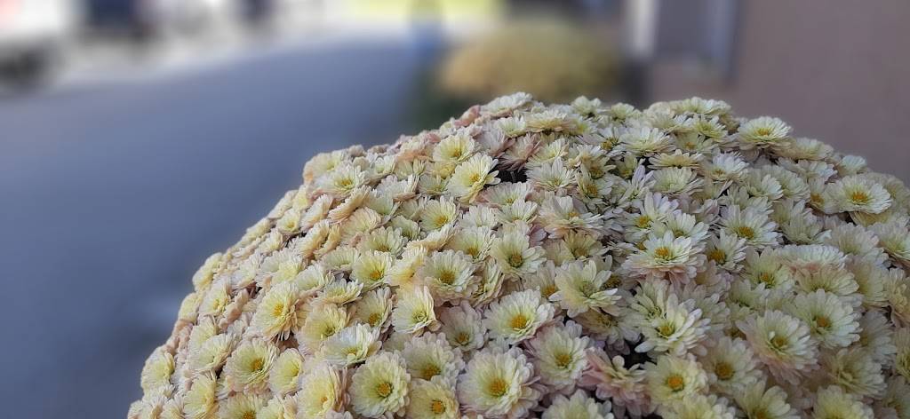 Italian Cortina Club Inc. | restaurant | 22 Kevco Pl, Kitchener, ON N2C 2G5, Canada | 5198943852 OR +1 519-894-3852