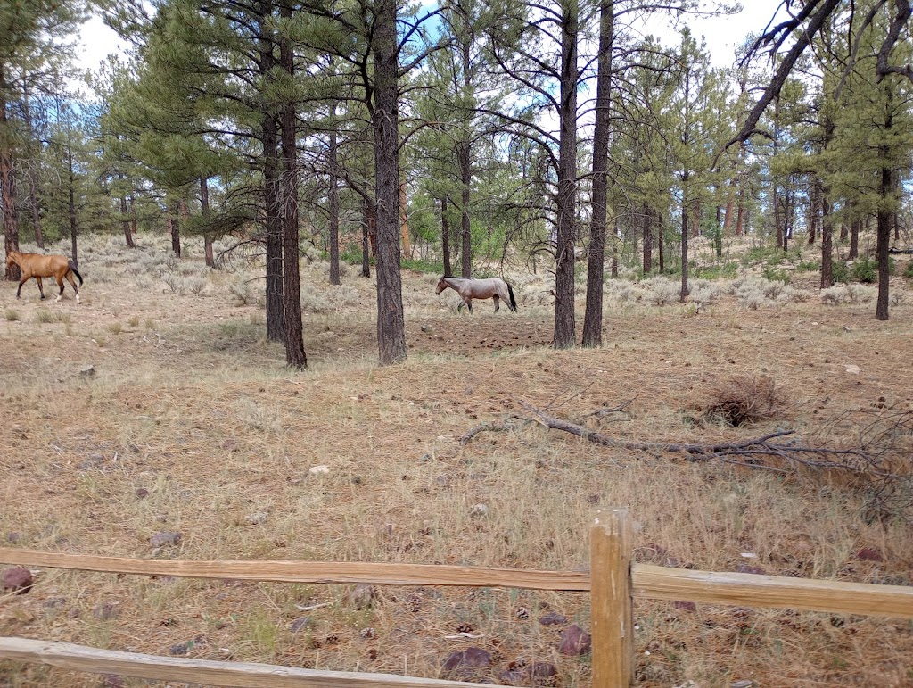 Grand Canyon IMAX Theater | restaurant | 450 AZ-64, Grand Canyon Village, AZ 86023, USA | 9286382468 OR +1 928-638-2468