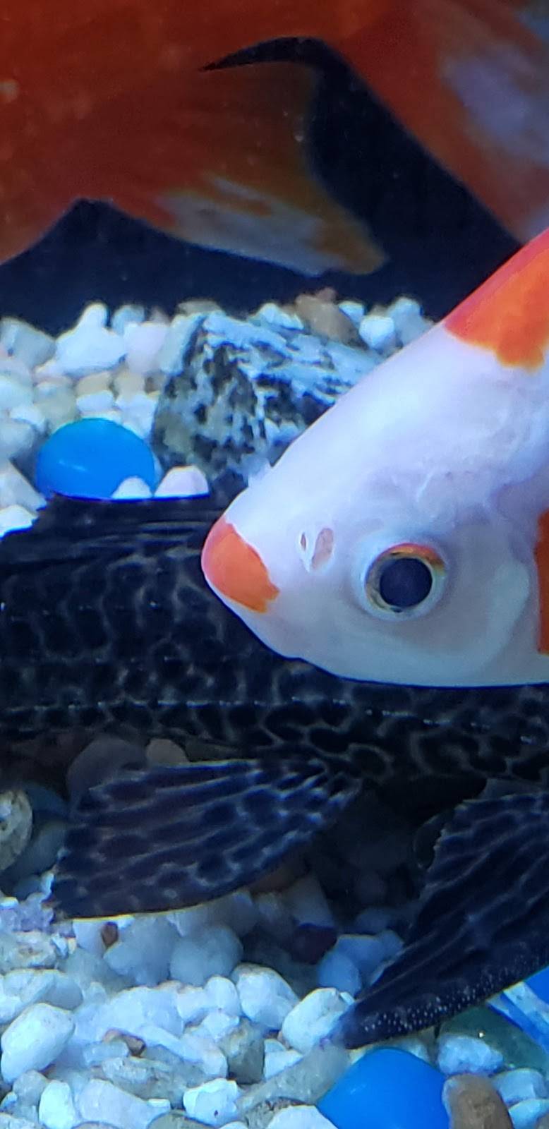 New Century Restaurant | restaurant | 400 S Alabama Ave, Chesnee, SC 29323, USA | 8647033000 OR +1 864-703-3000