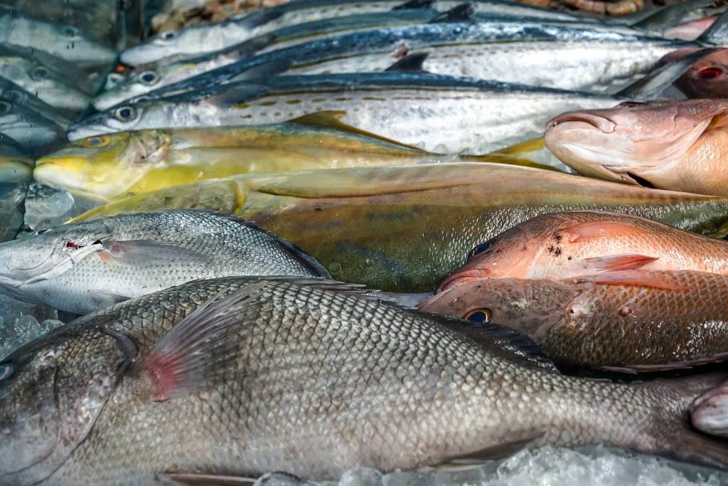 East Coast Fish LLC |  | 12705 NW 42nd Ave, Opa-locka, FL 33054, USA | 7864799241 OR +1 786-479-9241