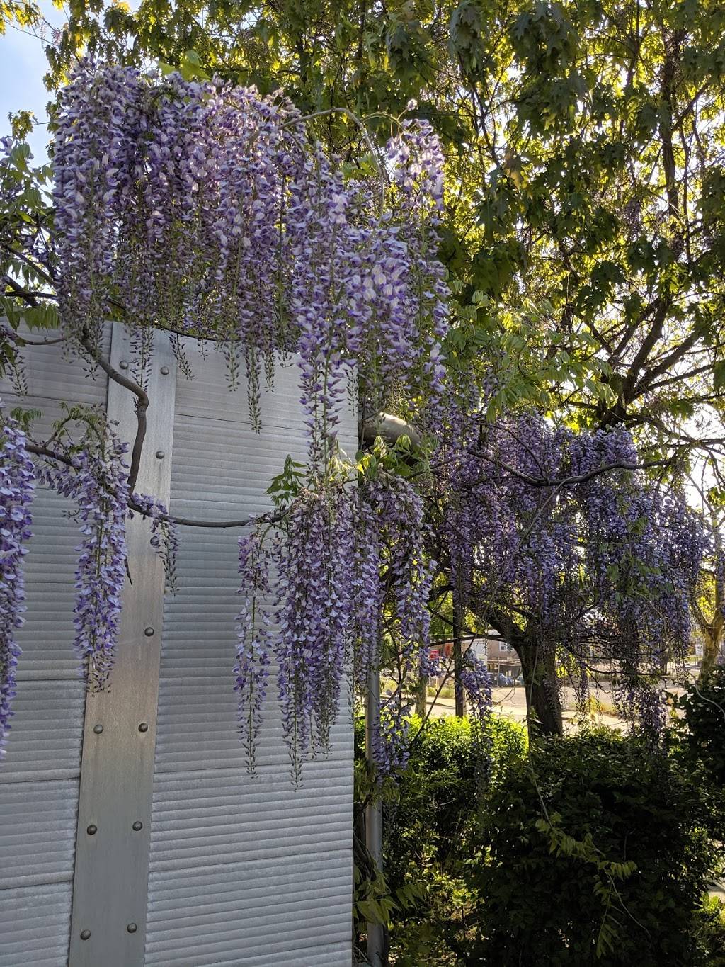 Evergreen Eatery & Cafe | cafe | 154 Green St, Jamaica Plain, MA 02130, USA | 6174779573 OR +1 617-477-9573