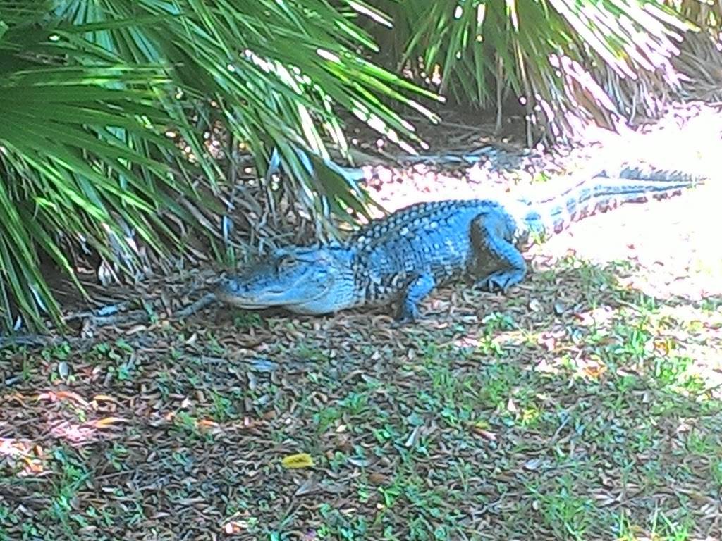 The Oaks Golf Club | restaurant | 1264 Co Rd 309, Crescent City, FL 32112, USA | 3864672512 OR +1 386-467-2512