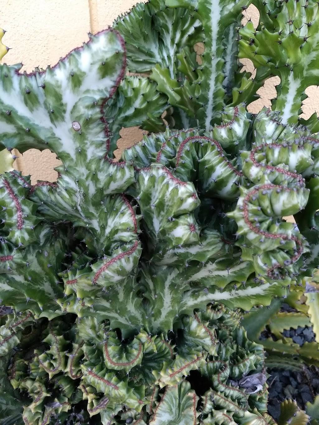 Mexico Lindo Restaurant | restaurant | 3724 Del Prado Blvd S, Cape Coral, FL 33904, USA | 2398004533 OR +1 239-800-4533