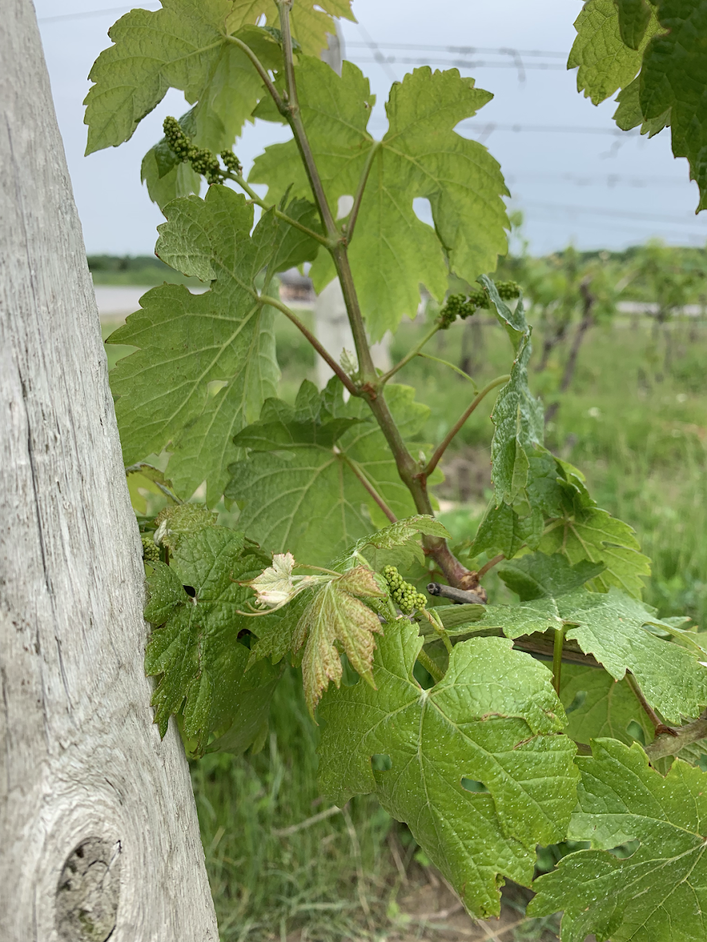 Coopers Hawk Vineyards and The Vines Restaurant | restaurant | 1425 Iler Rd, Harrow, ON N0R 1G0, Canada | 5197384295 OR +1 519-738-4295