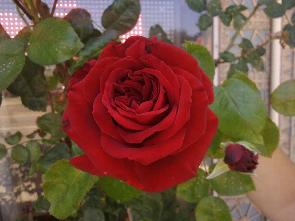 Sandwich Board | meal takeaway | 2412 Webb Ave, Alameda, CA 94501, USA | 5105213366 OR +1 510-521-3366