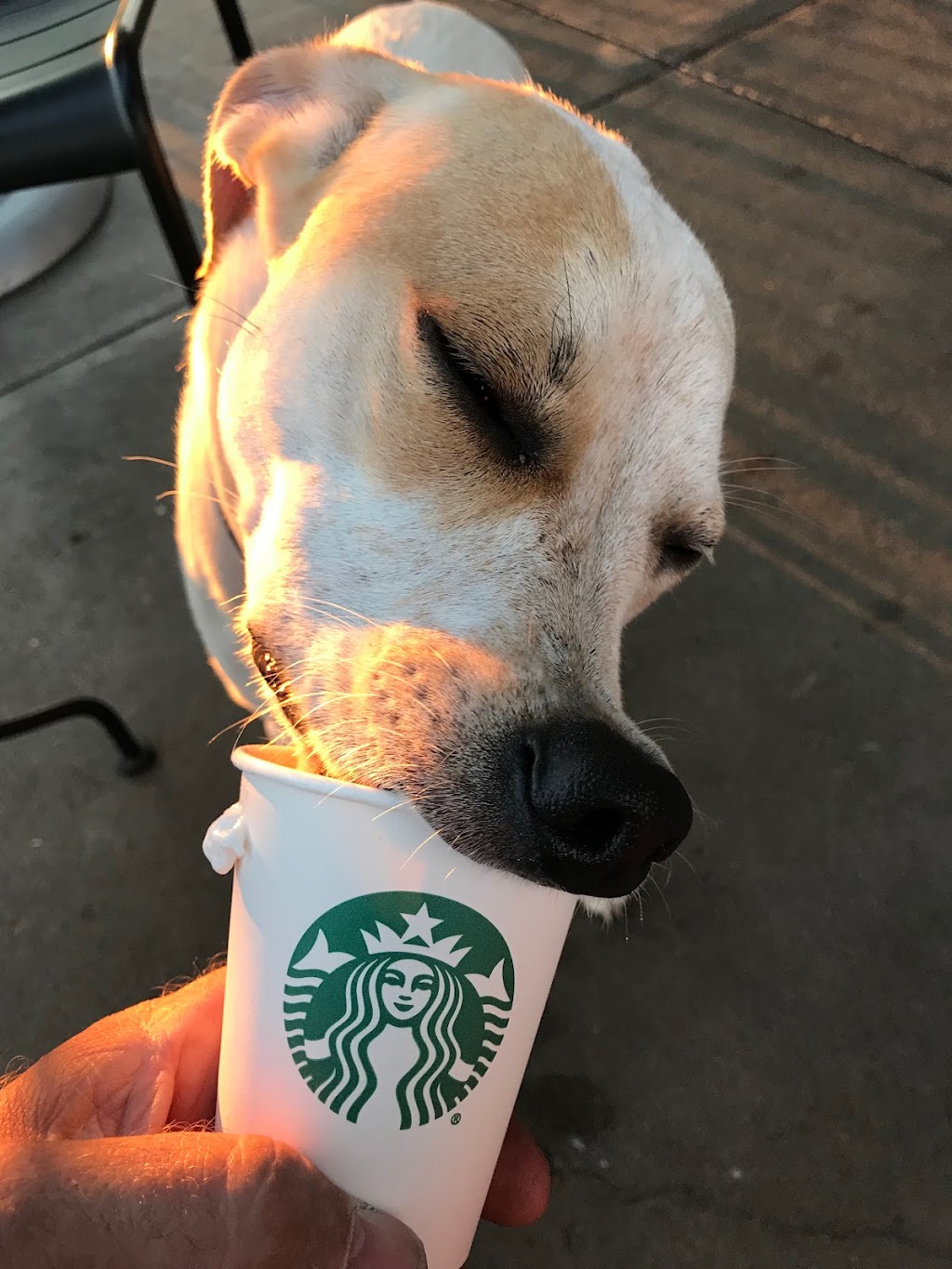 Starbucks | cafe | 1850 Union Ave, Memphis, TN 38104, USA | 9017294288 OR +1 901-729-4288