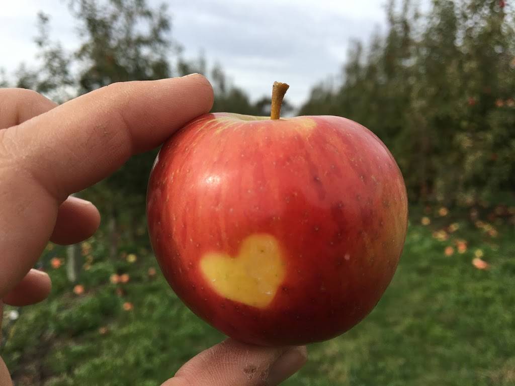 Brix Cider | restaurant | 119 S 2nd St, Mt Horeb, WI 53572, USA | 6084372749 OR +1 608-437-2749