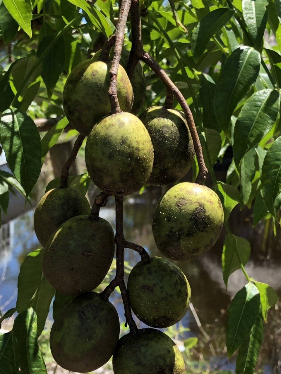 Nuoc Mia Vien Dong | restaurant | 13894 Brookhurst St, Garden Grove, CA 92843, USA | 7145909035 OR +1 714-590-9035