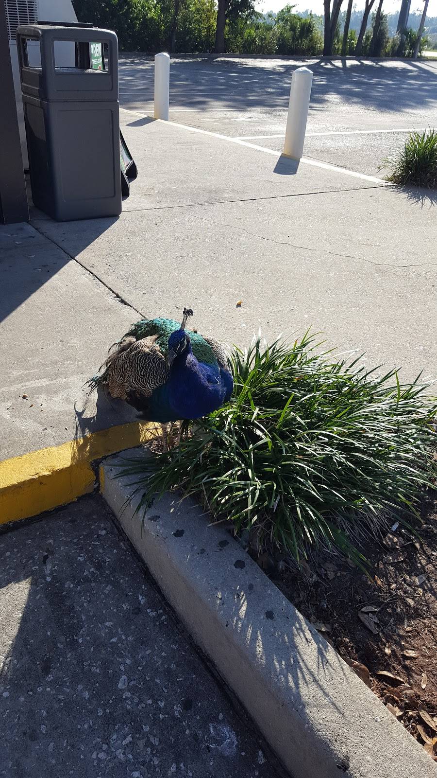 Subway | restaurant | 4140 E State Rd 46, Sanford, FL 32771, USA | 4073221479 OR +1 407-322-1479