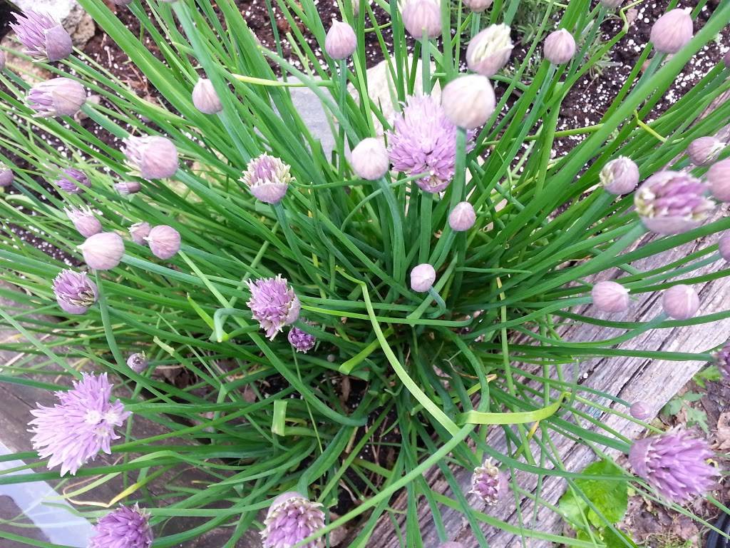 Cermele Cafe | cafe | 1025 Westchester Ave W, West Harrison, NY 10604, USA | 9142510302 OR +1 914-251-0302