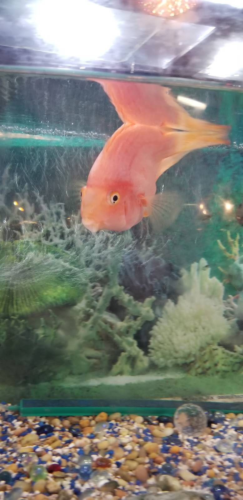 Dragon King | restaurant | 1423 US-62, Harrison, AR 72601, USA | 8707410741 OR +1 870-741-0741