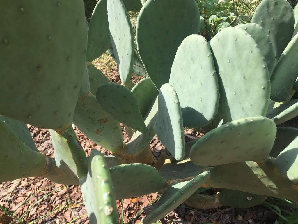 Los Rancheros | restaurant | 2101 TN-96, Burns, TN 37029, USA | 6153267038 OR +1 615-326-7038