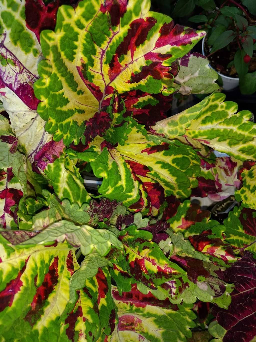 Subway | restaurant | 345 NH-104, New Hampton, NH 03256, USA | 6037445300 OR +1 603-744-5300