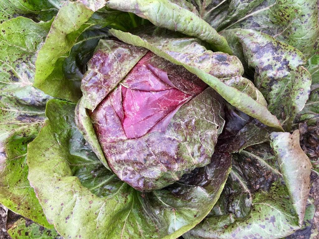 Tabula Rasa on Glade | restaurant | 2351 Glade Rd, Blacksburg, VA 24060, USA | 5408082515 OR +1 540-808-2515