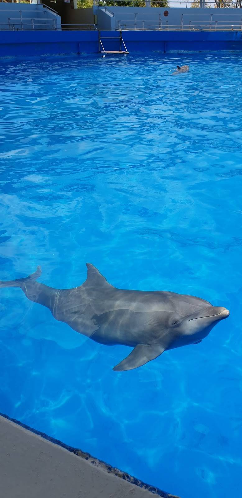 Miami Seaquarium Pink’s Hot Dog | restaurant | 4400 Rickenbacker Causeway, Key Biscayne, FL 33149, USA | 3053615705 OR +1 305-361-5705