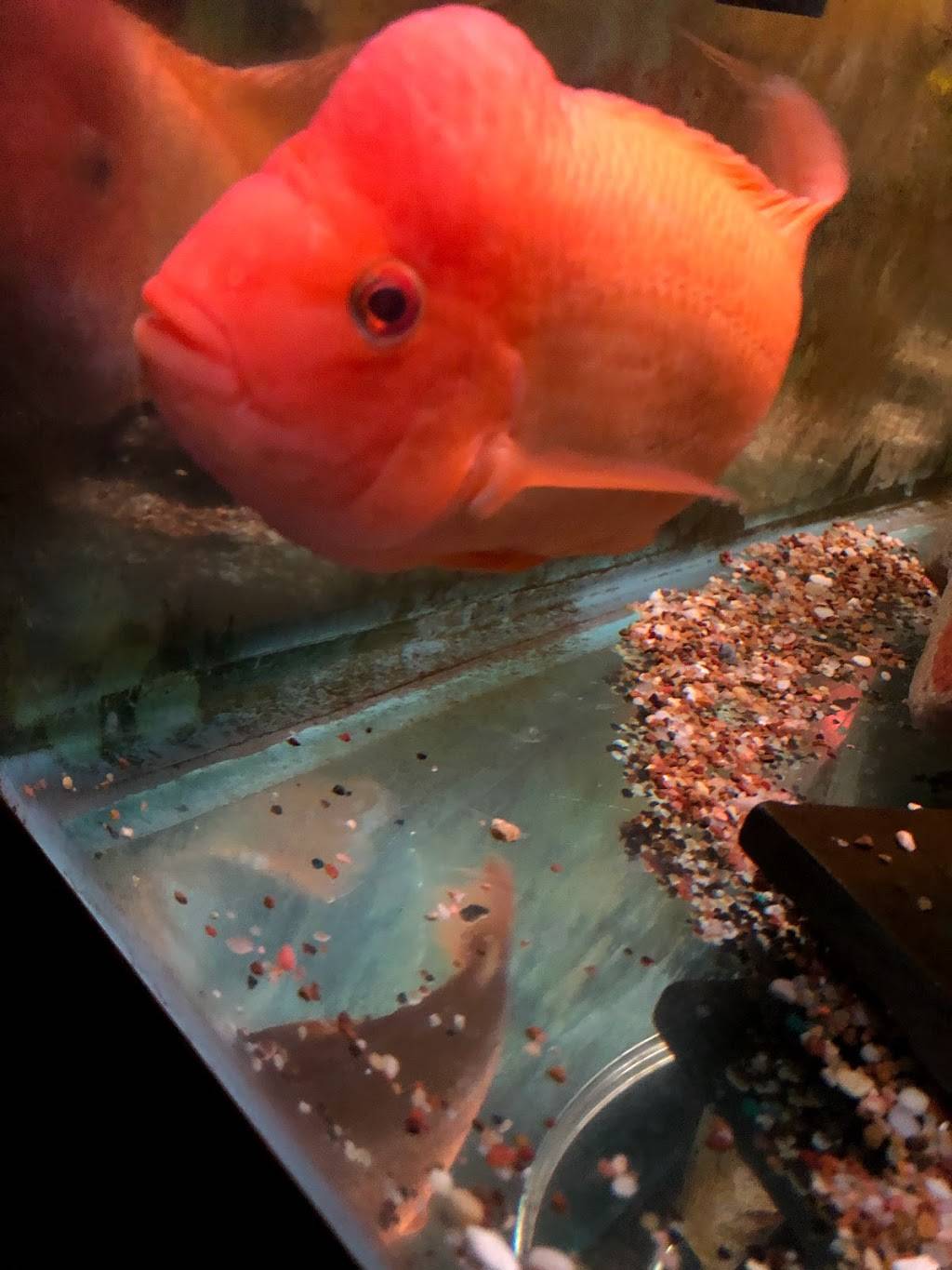 Cathay Imperial Chinese Restaurant | restaurant | 6501 Airline Dr, Metairie, LA 70003, USA | 5047338415 OR +1 504-733-8415