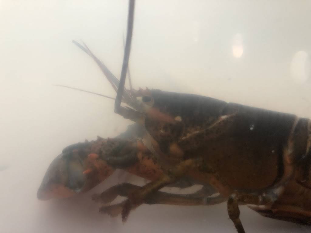 Backstrap Bar and Grill | restaurant | 133-163 ME-16, Stratton, ME 04982, USA | 2072460102 OR +1 207-246-0102