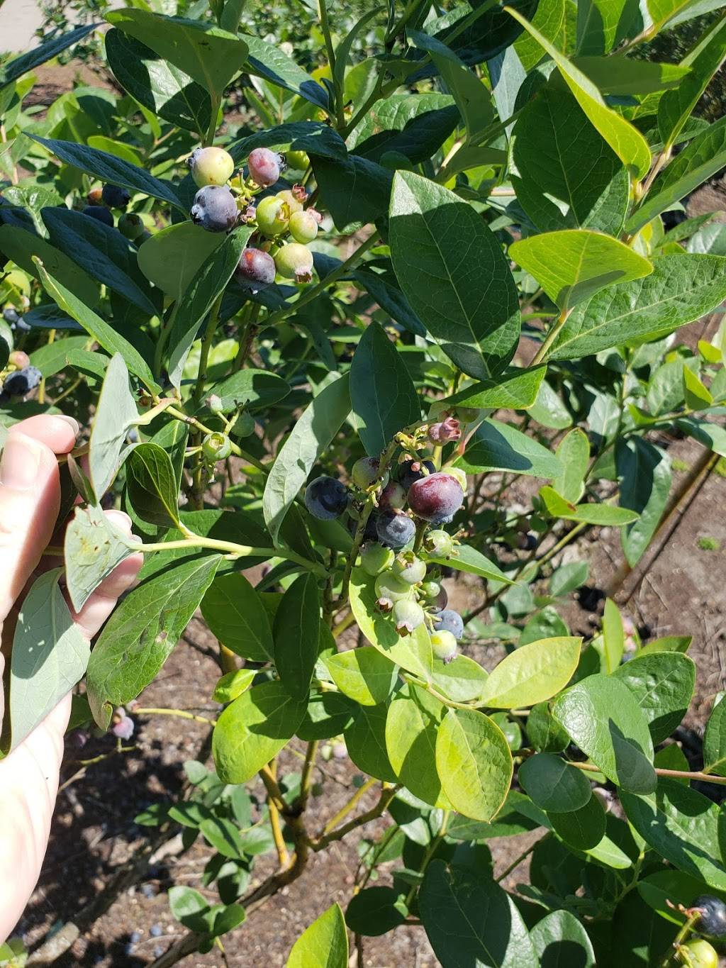 Keel Farms | restaurant | 5210 Thonotosassa Rd, Plant City, FL 33565, USA | 8137523892 OR +1 813-752-3892