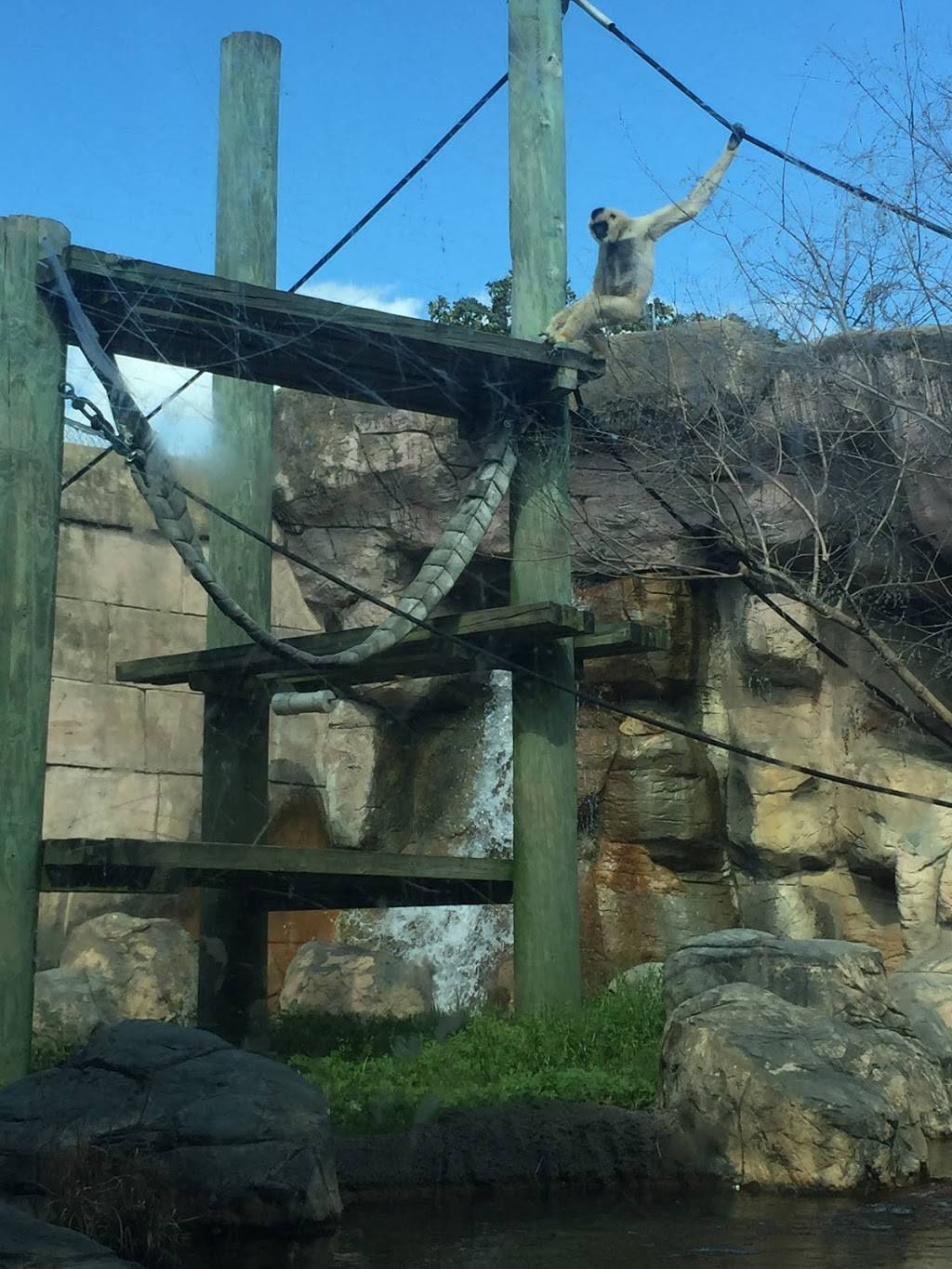 Cat House Cafe | cafe | 2000 Prentiss Pl, Memphis, TN 38112, USA | 9013336500 OR +1 901-333-6500