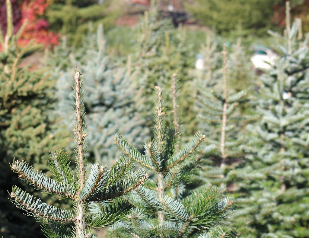 Urban Feed and Garden | restaurant | 4878 Beacon Ave S, Seattle, WA 98108, USA | 2064202047 OR +1 206-420-2047