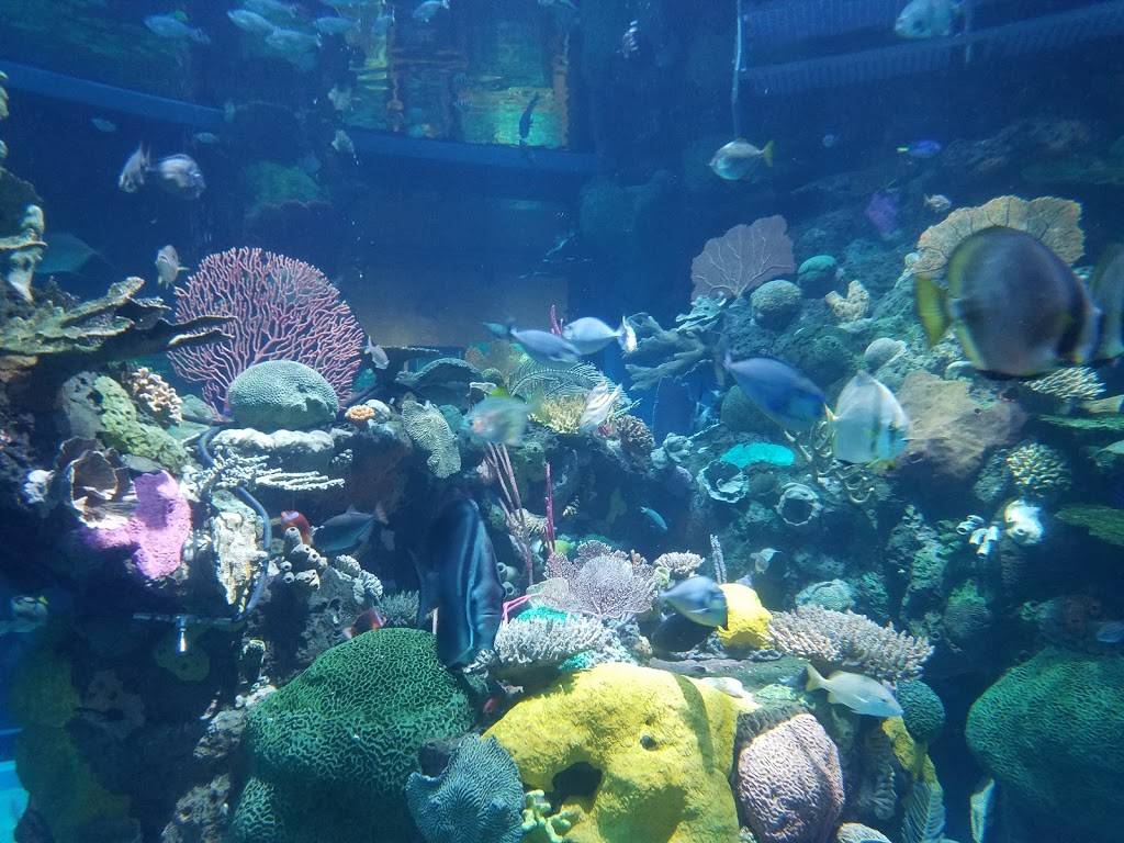 Mermaid Restaurant | restaurant | 3333 Blue Diamond Rd, Las Vegas, NV 89139, USA | 7022637777 OR +1 702-263-7777