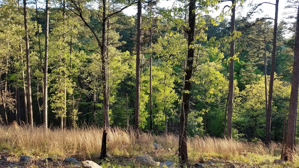 Swaha Lodge & Marina | meal takeaway | 205 Dynamite Hill Rd, Murfreesboro, AR 71958, USA | 8702852272 OR +1 870-285-2272