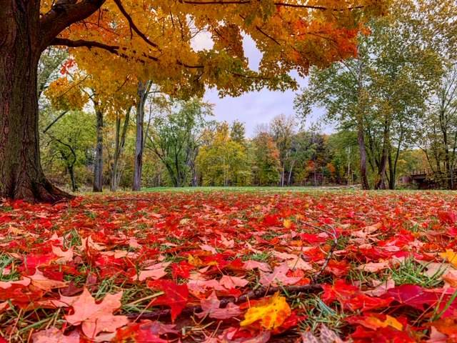 Valley of the Eagles Golf Club | restaurant | 1100 Gulf Rd, Elyria, OH 44035, USA | 4403651411 OR +1 440-365-1411