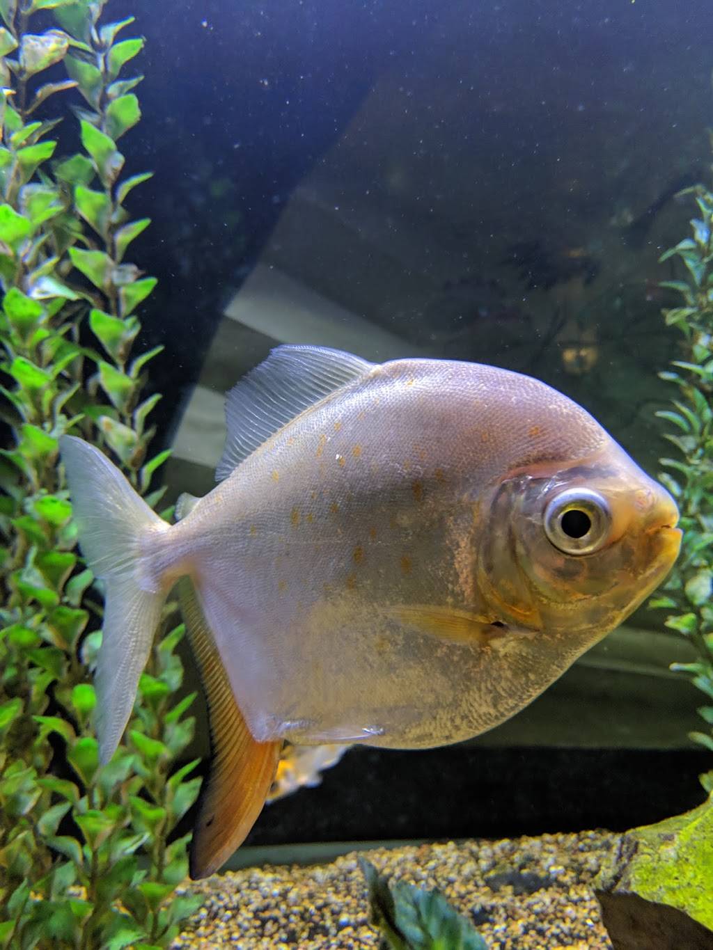 Momoyaki | restaurant | 1624 SW 13th St, Gainesville, FL 32608, USA | 3523843733 OR +1 352-384-3733