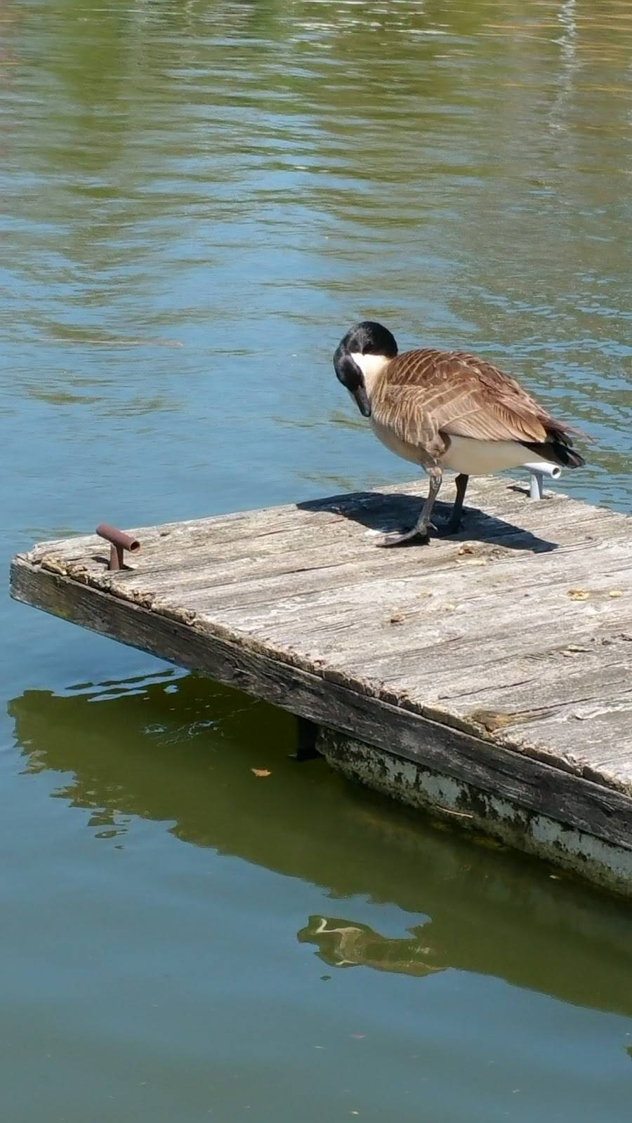 Swanns Marina | restaurant | 2515 Swanns Marina, Dandridge, TN 37725, USA | 8653972182 OR +1 865-397-2182