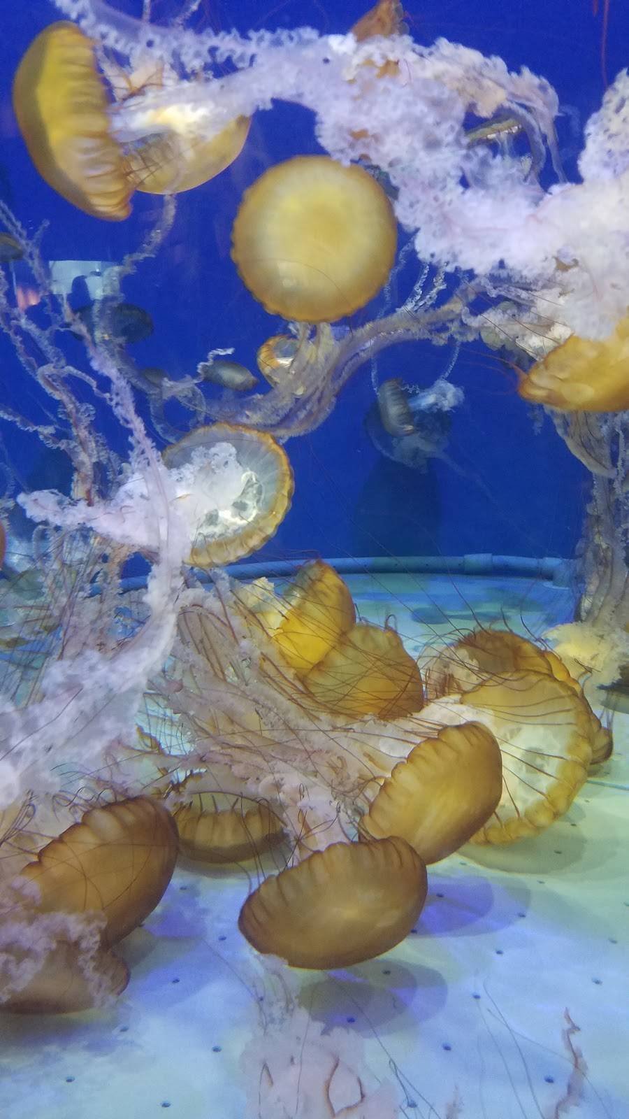 Bamboo Bistro | meal takeaway | 100 Aquarium Way, Long Beach, CA 90802, USA | 5625903100 OR +1 562-590-3100