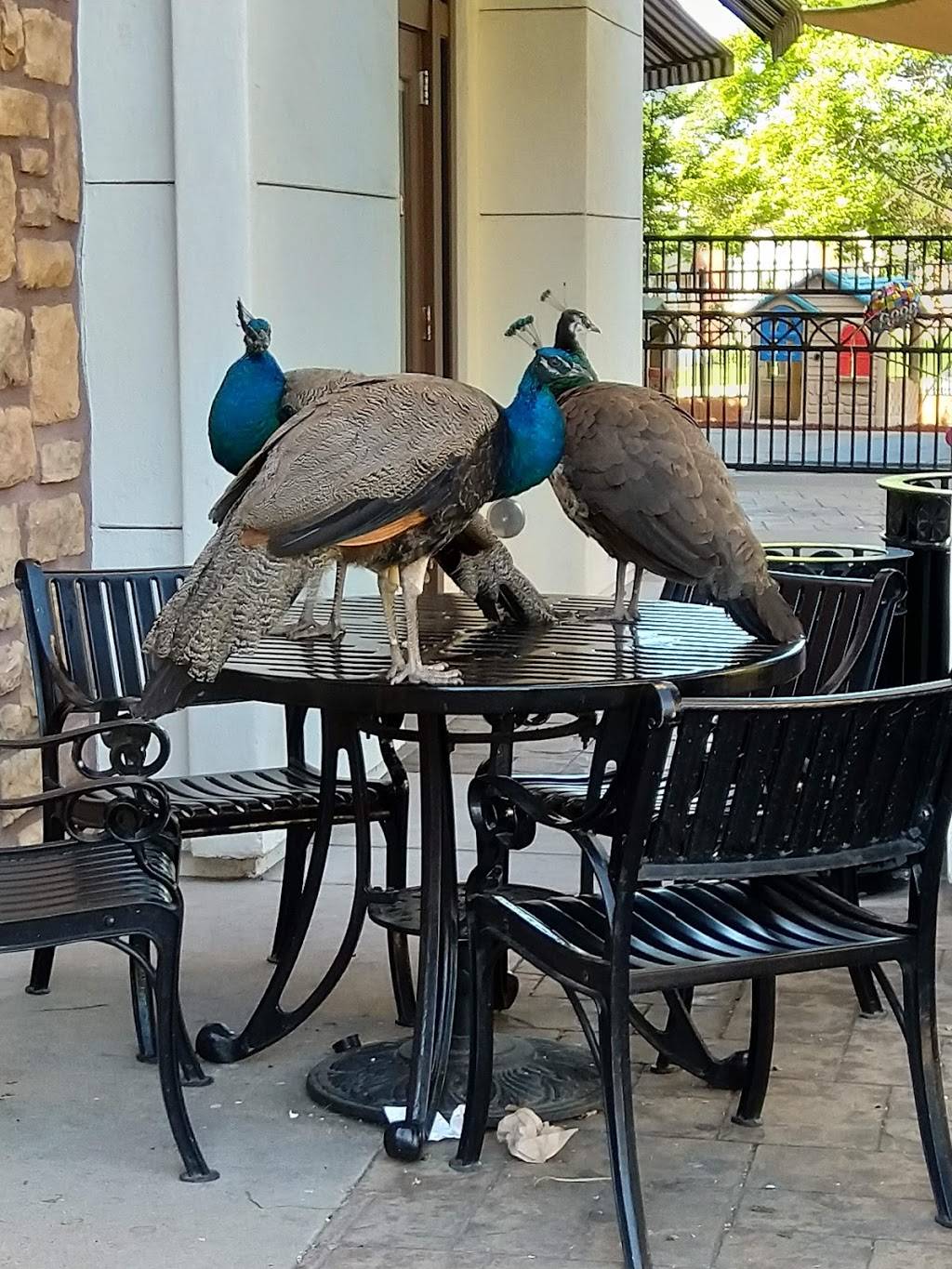 Bloom Coffee and Tea | cafe | 1485 Eureka Rd #100, Roseville, CA 95661, USA | 9167732332 OR +1 916-773-2332