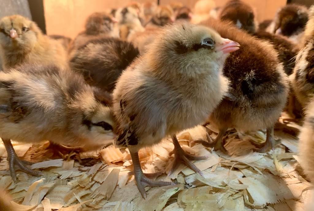 Island Farms | restaurant | 32537 Forest Dr, DeLand, FL 32720, USA | 3867534322 OR +1 386-753-4322