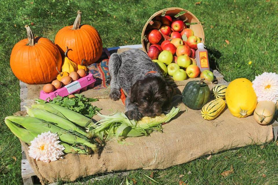 Bramhalls Country Store | meal takeaway | 2 Sandwich Rd, Plymouth, MA 02360, USA | 5087461844 OR +1 508-746-1844