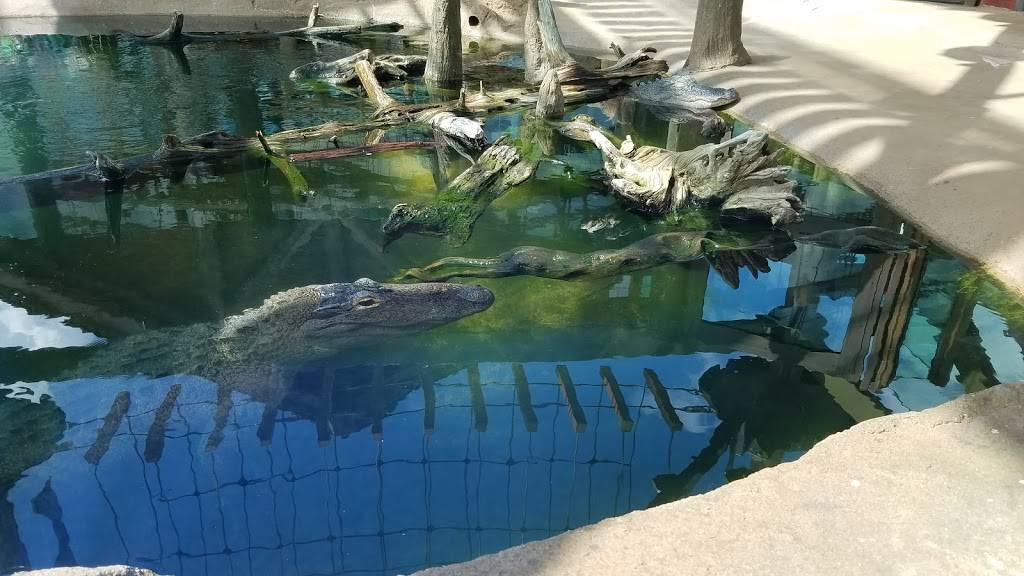 Uncle Bucks Fish Bowl & Grill | restaurant | 612 Devils Pool Rd, Ridgedale, MO 65739, USA | 4173352777 OR +1 417-335-2777