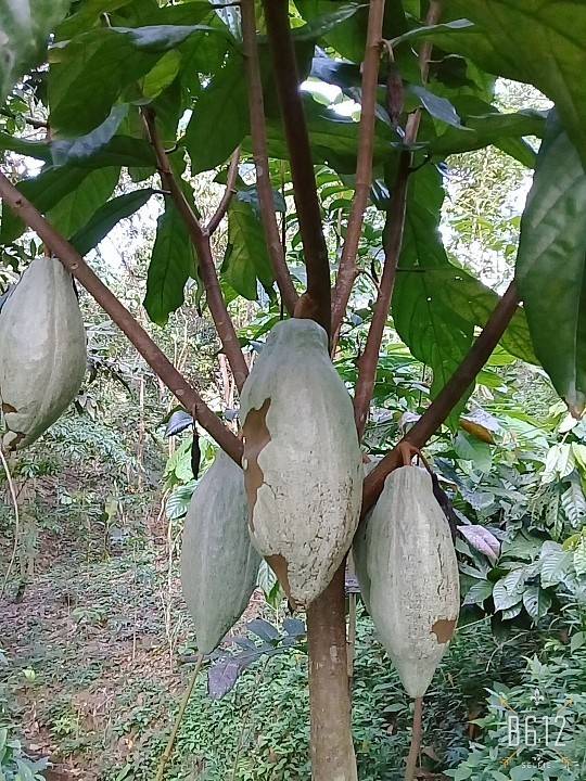 Casa Fresh Market / Tampa Florida 33610 | restaurant | 2302 E Hillsborough Ave suite a, Tampa, FL 33610, USA | 8133471202 OR +1 813-347-1202