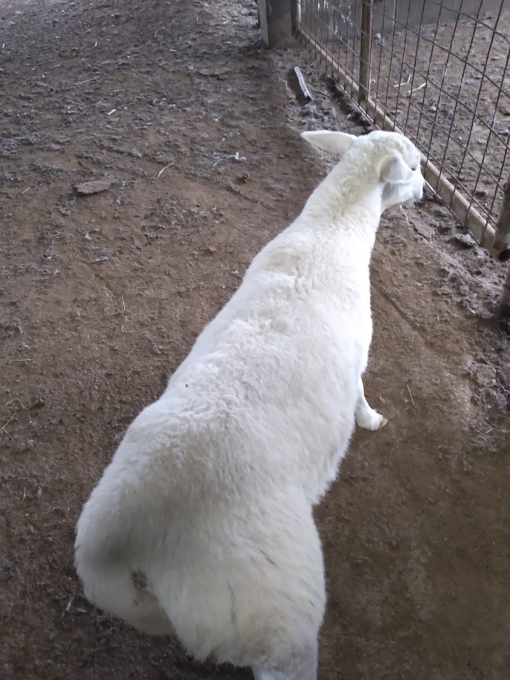 Taste of Yemen Restaurant | restaurant | Inside Sage Bakery & Grill, 8261 Richmond Ave. Suite B, Houston, TX 77063, USA | 3462303210 OR +1 346-230-3210