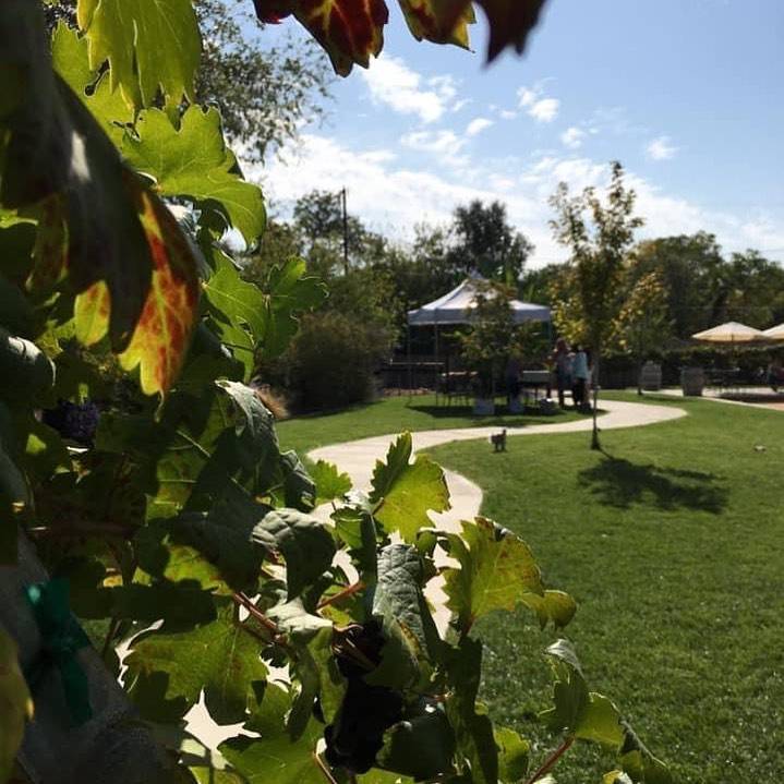 Vibe Grill and Pub at Purple Line Winery | restaurant | 760 Safford St, Oroville, CA 95965, USA | 5305341785 OR +1 530-534-1785